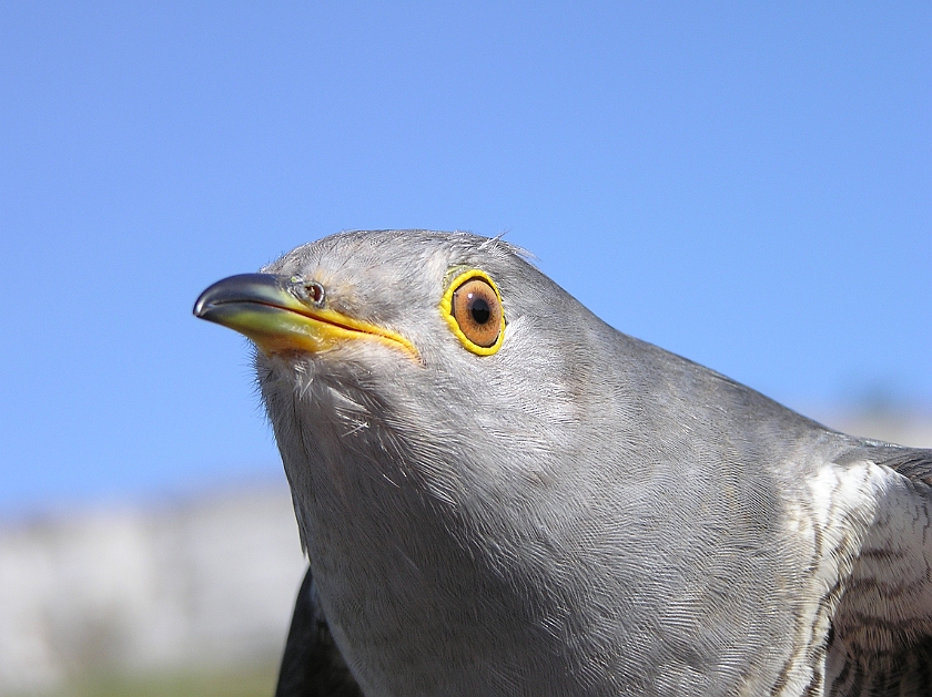 Common Cuckoo, Sundre 20080603
